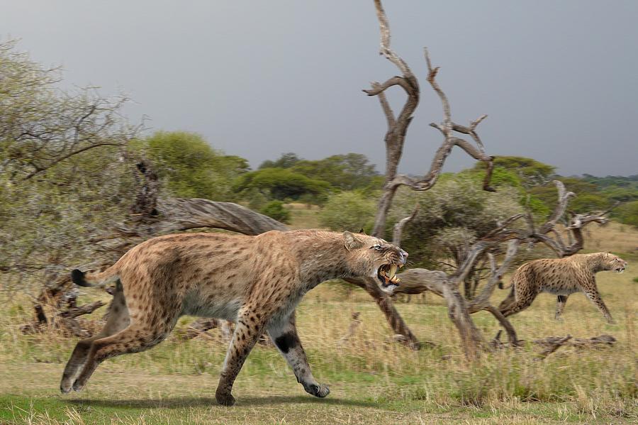 Homotherium Latidens Photograph by Roman Uchytel/science Photo Library