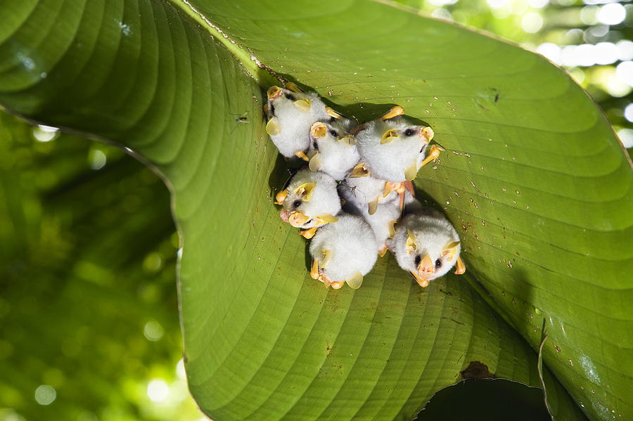 Honduran White Bat Roosting Costa Rica Photograph by Konrad Wothe