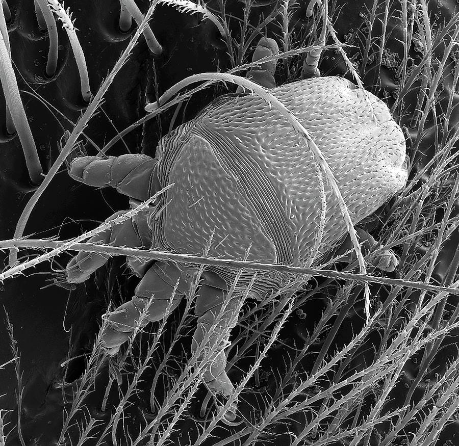 Black And White Photograph - Hone Bee Mite by Steve Gschmeissner/science Photo Library