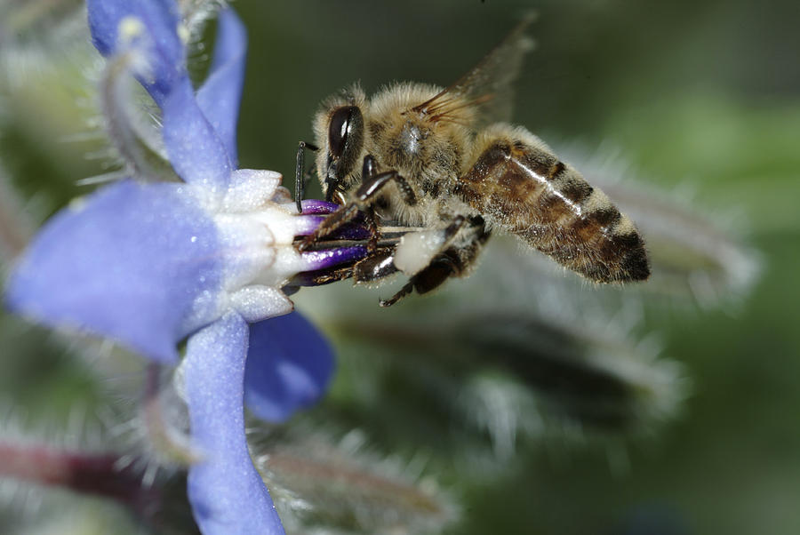 Honey bee gathering nectar Photograph by Ulrich Kunst And Bettina Scheidulin