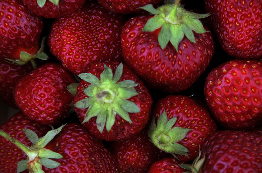 Honeoye Strawberries Photograph by Bonnie Sue Rauch