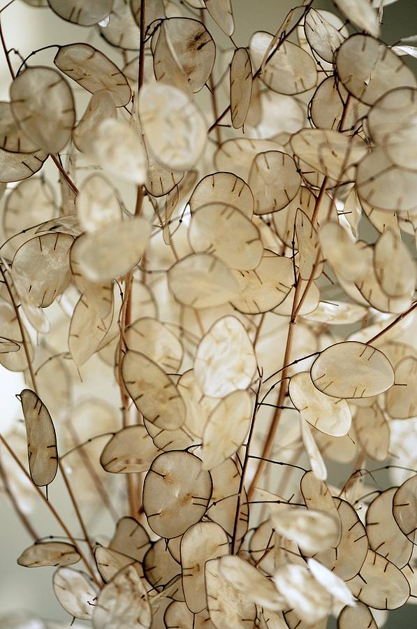 Nature Photograph - Honesty (Lunaria annua) by Science Photo Library