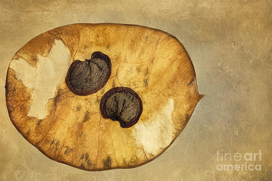Nature Photograph - Honesty Seeds On Brown Background  by Onelia PGPhotography