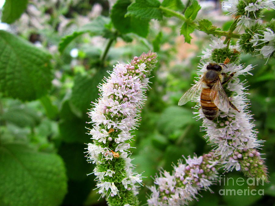 Honey and Mint Photograph by Cynthia  Clark