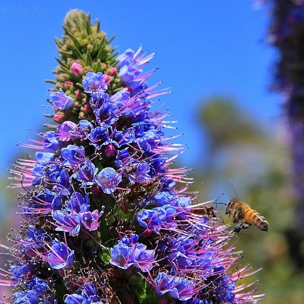 Honey Bee | Manhattan Beach, Ca | Canon Photograph by Tyler Rice