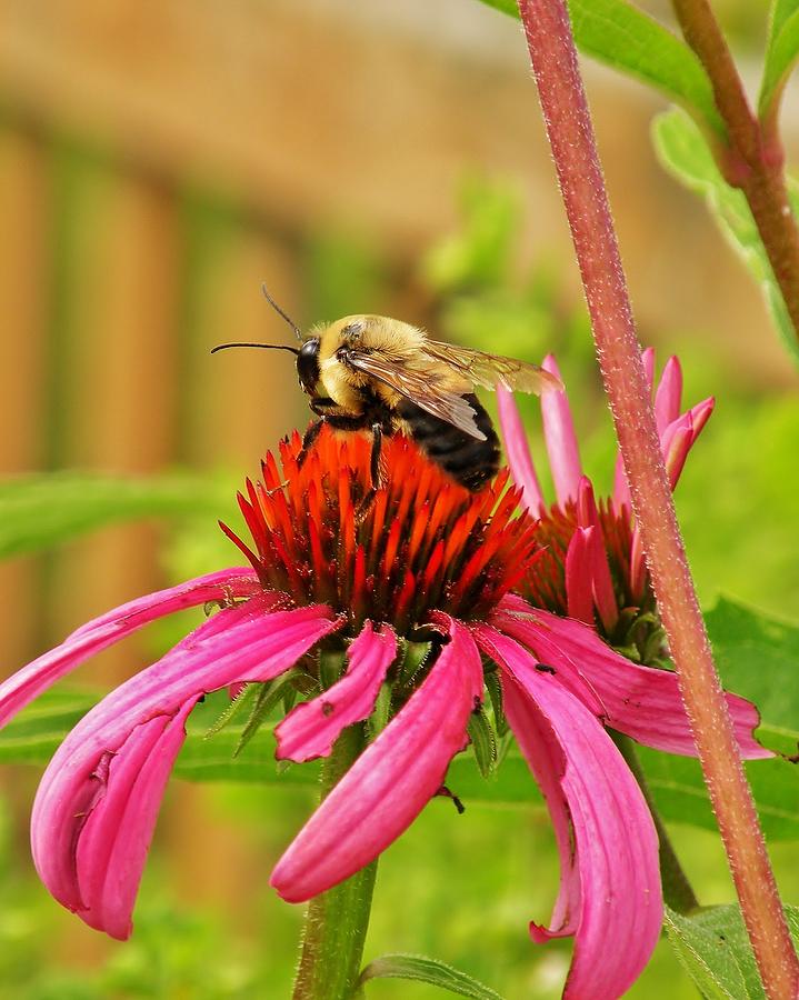 The Honeybee Photograph by Kim Bemis