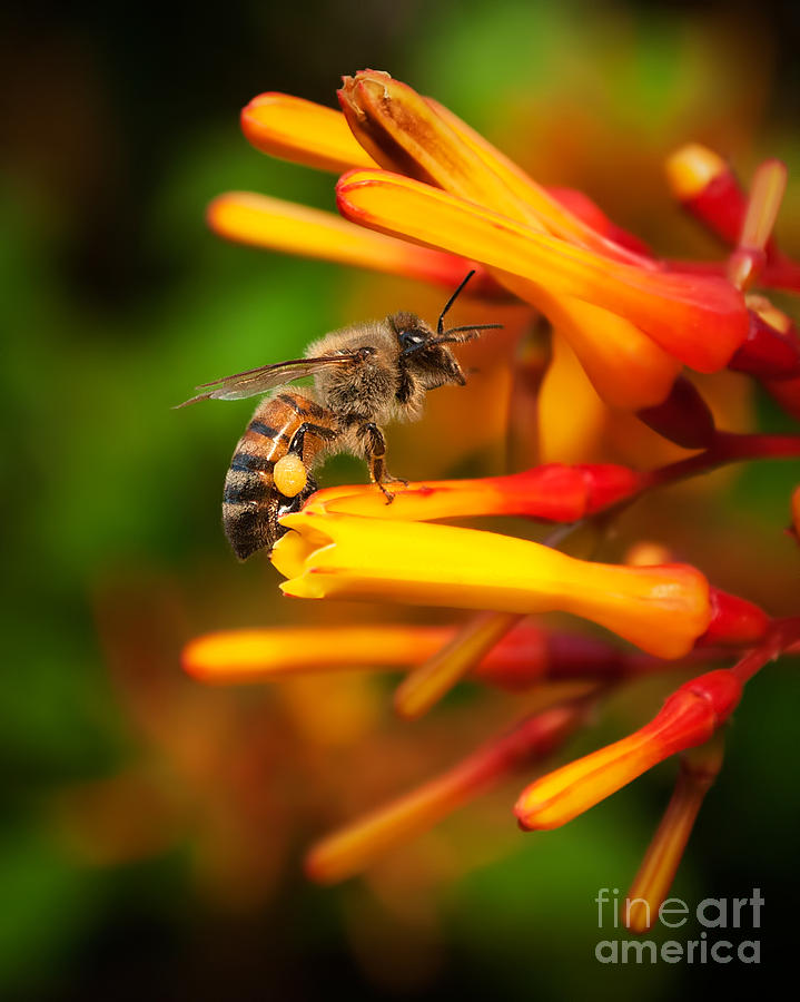 Honey Bee 4 Photograph