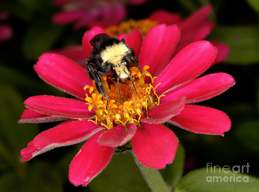Honey Bee Action 4 Photograph by Terry Elniski