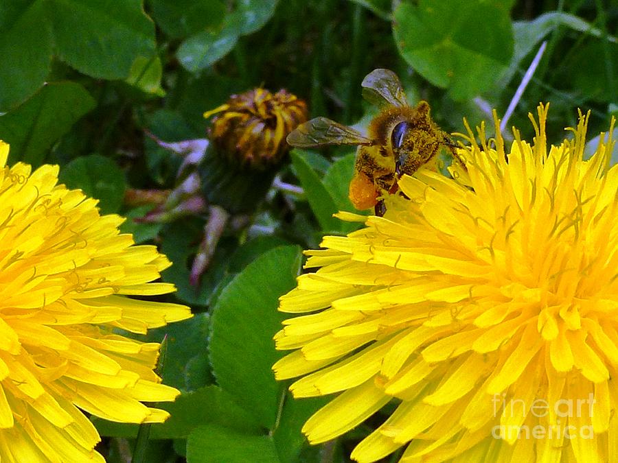 Honey BEE Photograph by Amalia Suruceanu