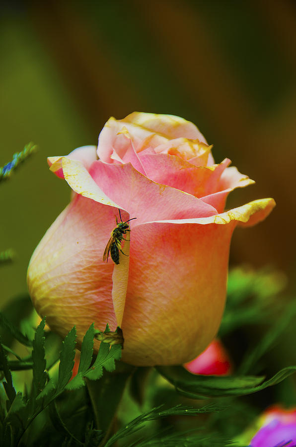 Honey Bee and a Rose Photograph by Dave Sandt