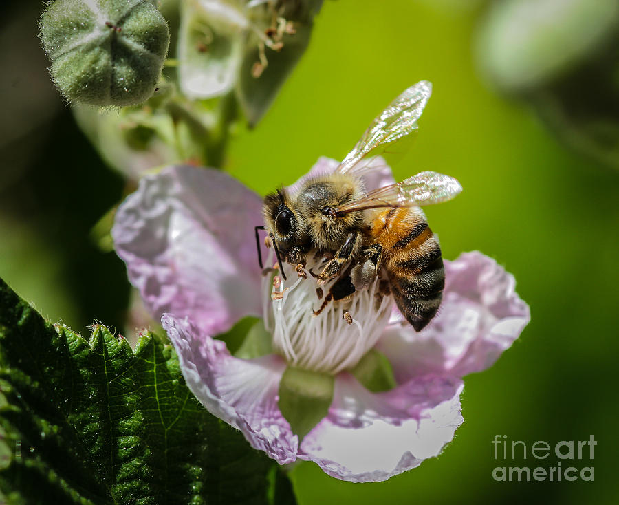 Nature Photograph - Honey Bee And Blackberry by Mitch Shindelbower