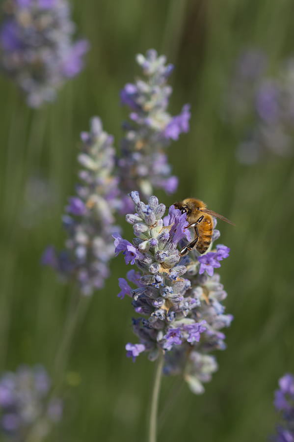Honey Bee and English Lavender Photograph by Kathleen Bishop