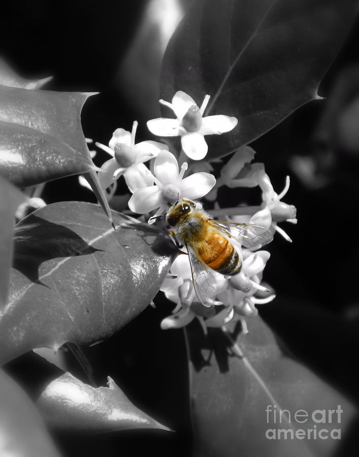 Honey Bee and Holly Photograph by Sharon Woerner