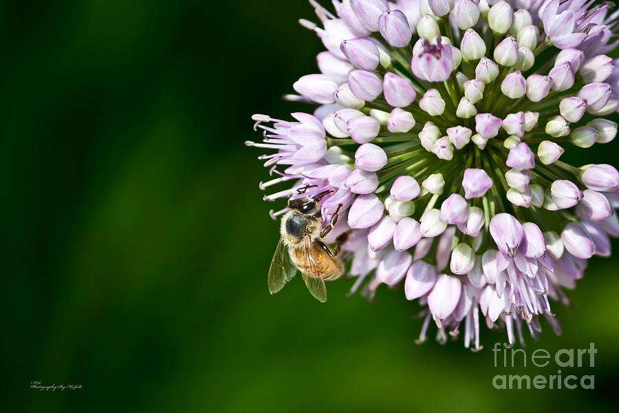 Honey Bee And Lavender Flower Photograph