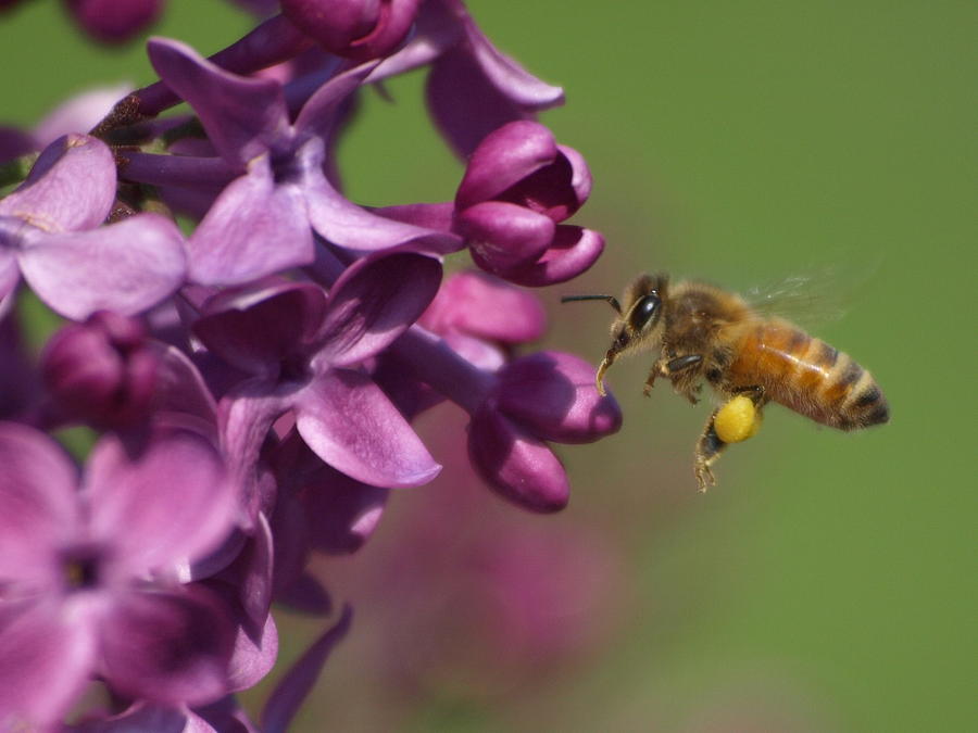 Insects Photograph - Honey Bee and Lilac by James Peterson