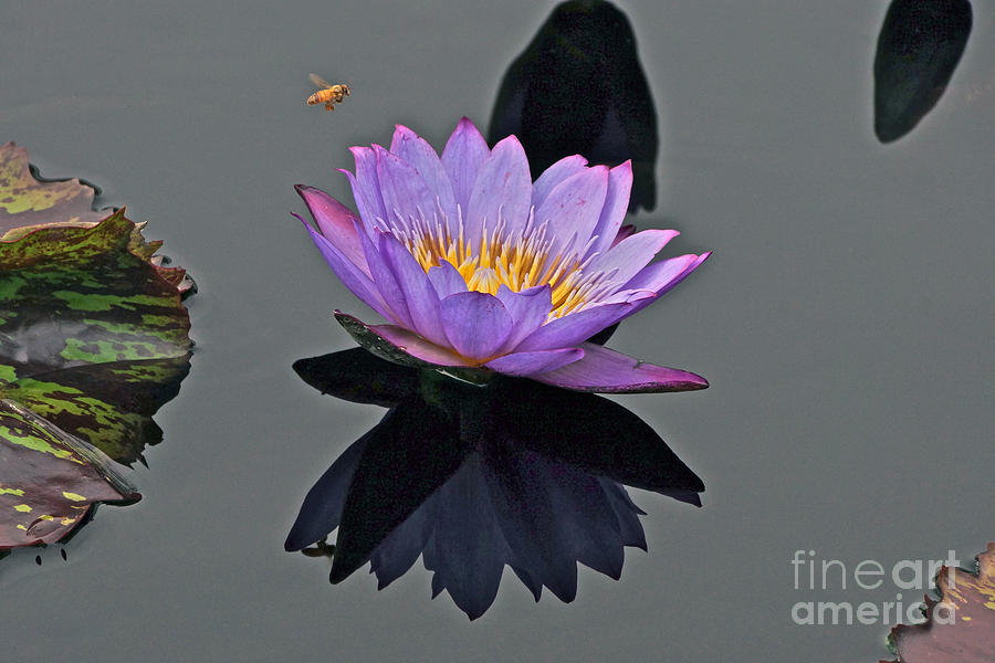 Nature Photograph - Honey Bee And Water Lily - Disappearing Beauty by Byron Varvarigos