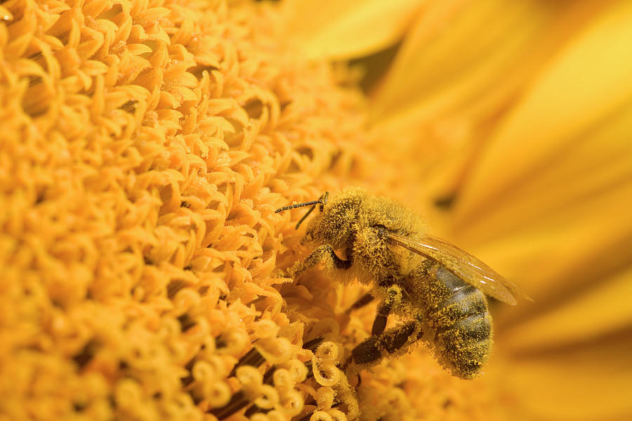 Honey Bee Apis Mellifera Covered Photograph by Cyril Ruoso