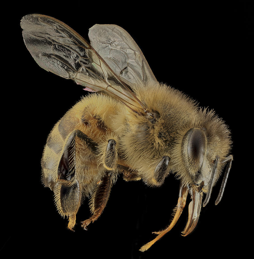 Honey Bee, Apis Mellifera, Female Photograph by Science Source - Fine ...