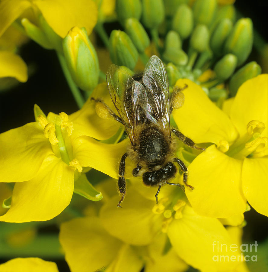 Honey Bee Apis Mellifera Photograph by Nigel Cattlin