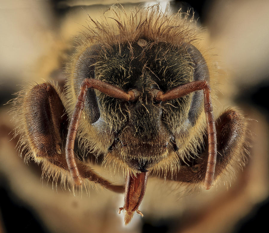 Honey Bee, Apis Mellifera, Queen Photograph by Science Source