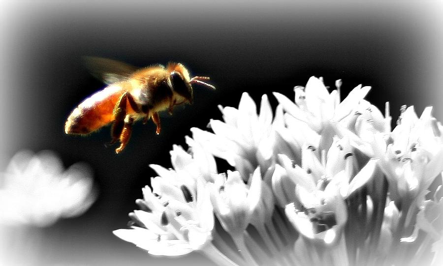 Honey Bee Approach Photograph by Barbara S Nickerson