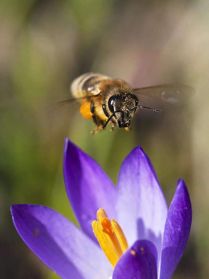 Animal Photograph - Honey Bee Approaching Flower Bavaria by Konrad Wothe