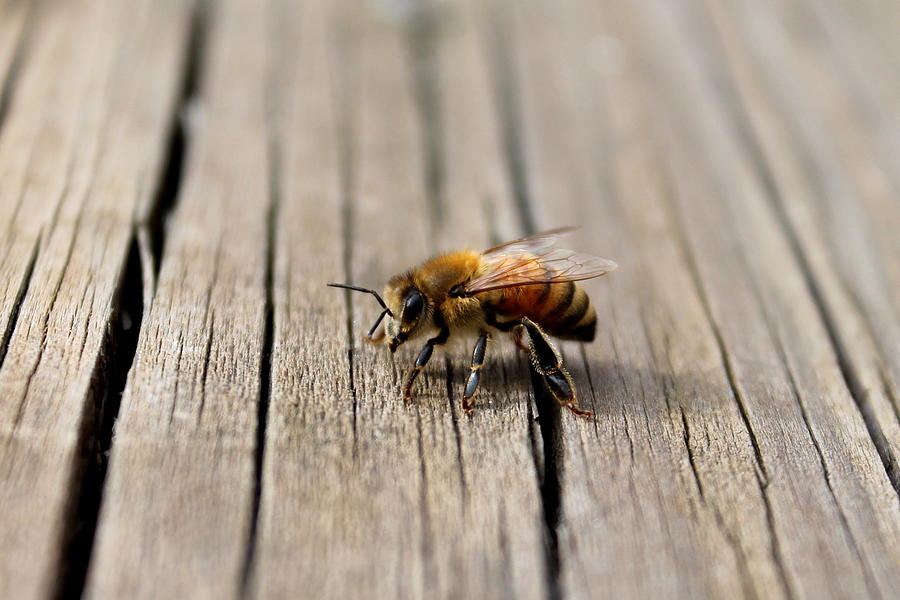 Honey Bee Photograph - Honey Bee Beauty Shot by Candice Trimble Honey Bee Photograph - Honey Bee Beauty Shot by Candice Trimble