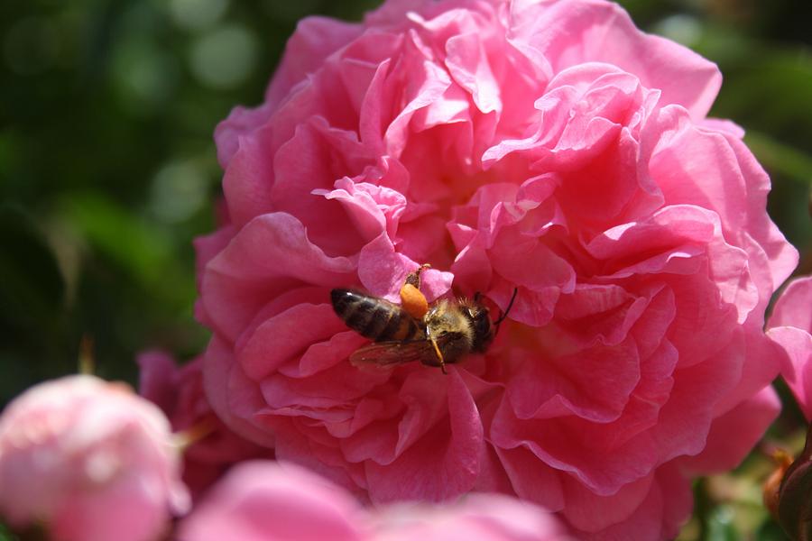 Honey Bee Collecting Pollen On A Pink Rose Photograph by Taiche Acrylic Art