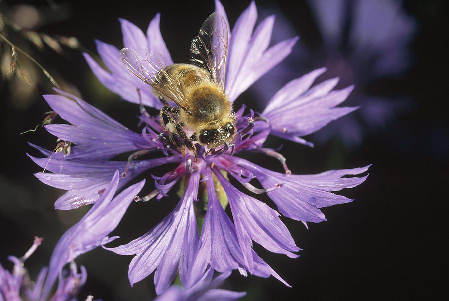 Honey Bee Collecting Pollen On Purple Photograph by Konrad Wothe