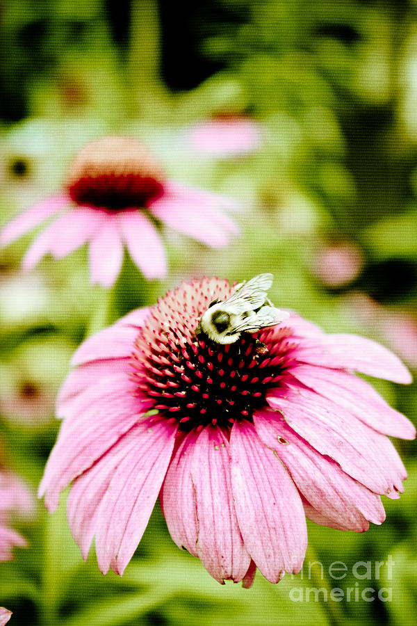 Flower Photograph - Honey Bee by Colleen Kammerer