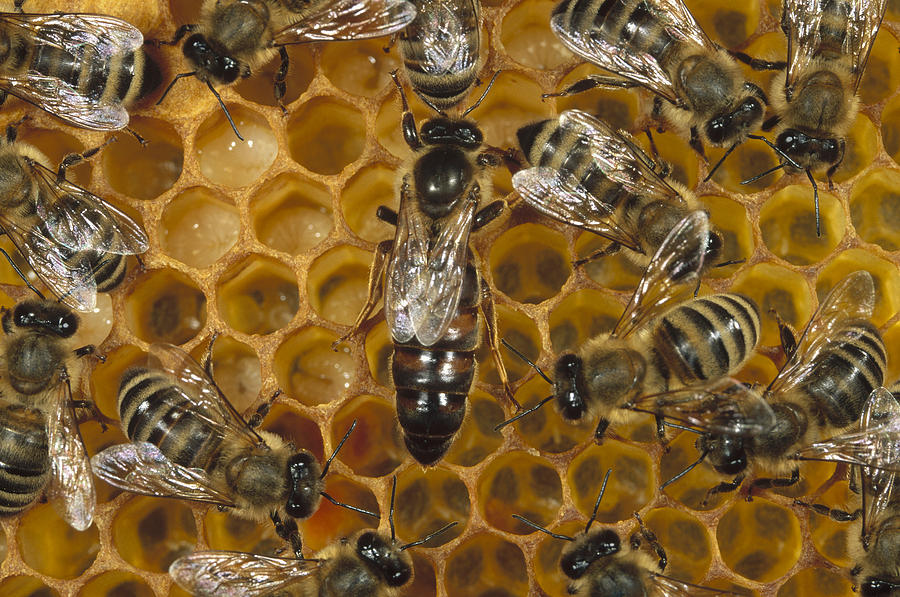 Honey Bee Colony And Queen On Honeycomb Photograph by Konrad Wothe