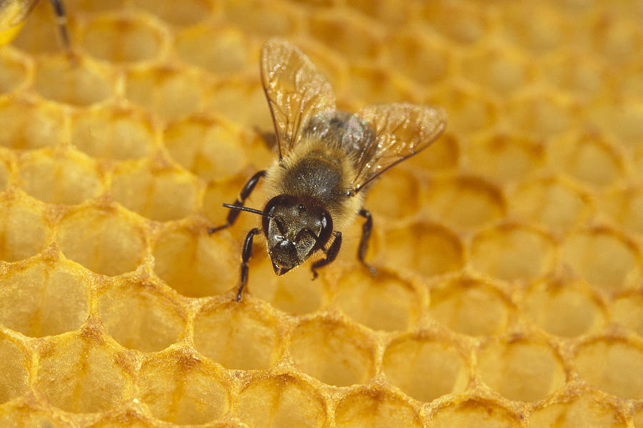 Honey Bee Colony On Honeycomb Photograph by Konrad Wothe