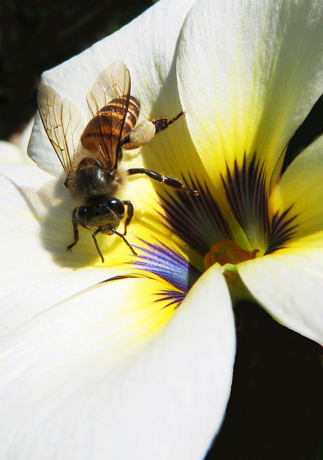 Honey Bee Photograph by David Clode