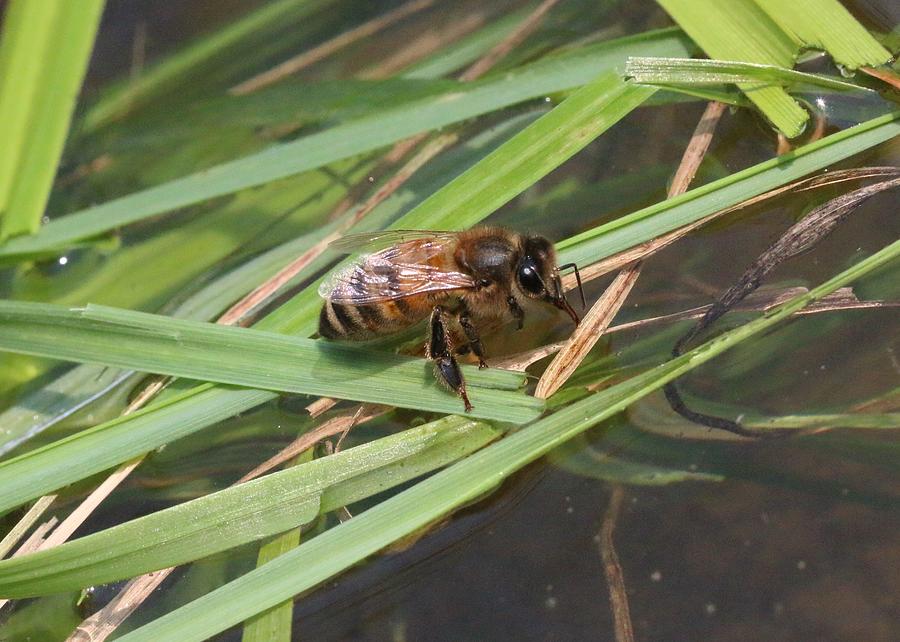 Honey Bee Drinking Photograph by Lucinda VanVleck