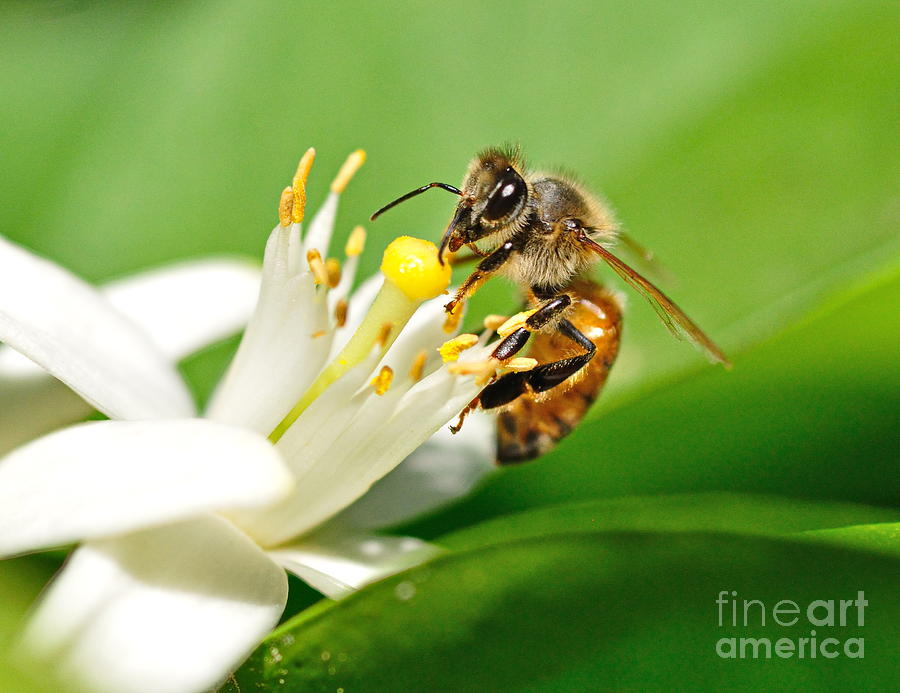 Honey Bee Embraces Orange Blossom Photograph by Wayne Nielsen