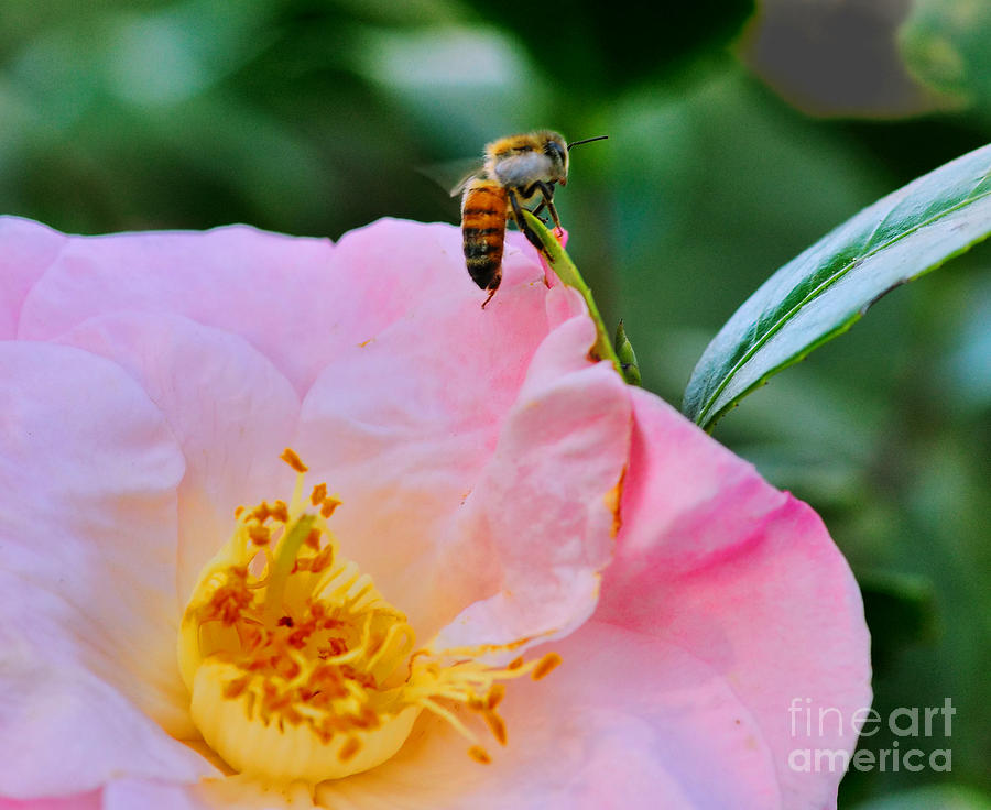 Nature Photograph - Honey Bee Emerges from Pink by Wayne Nielsen