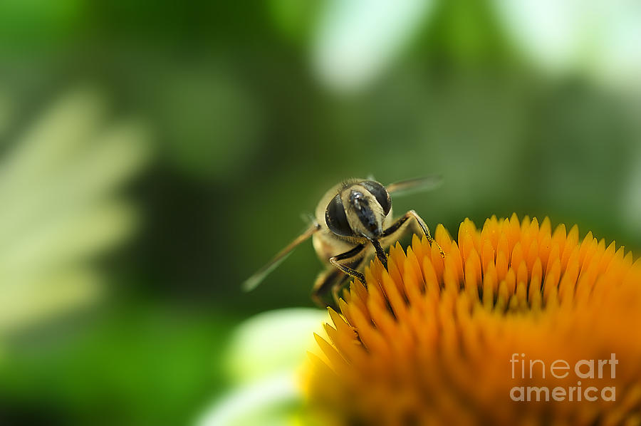 Honey Bee Feeding On Top Of Flower Photograph by Dan Friend