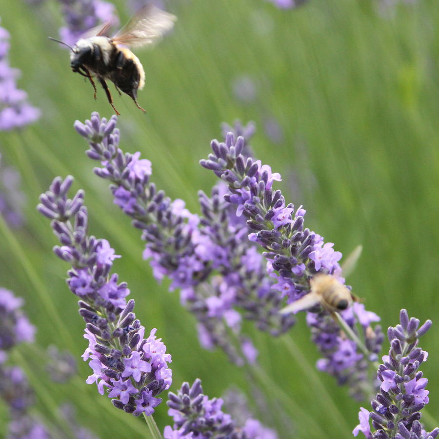 Flower Photograph - Honey Bee Flight by Mavis Reid Nugent
