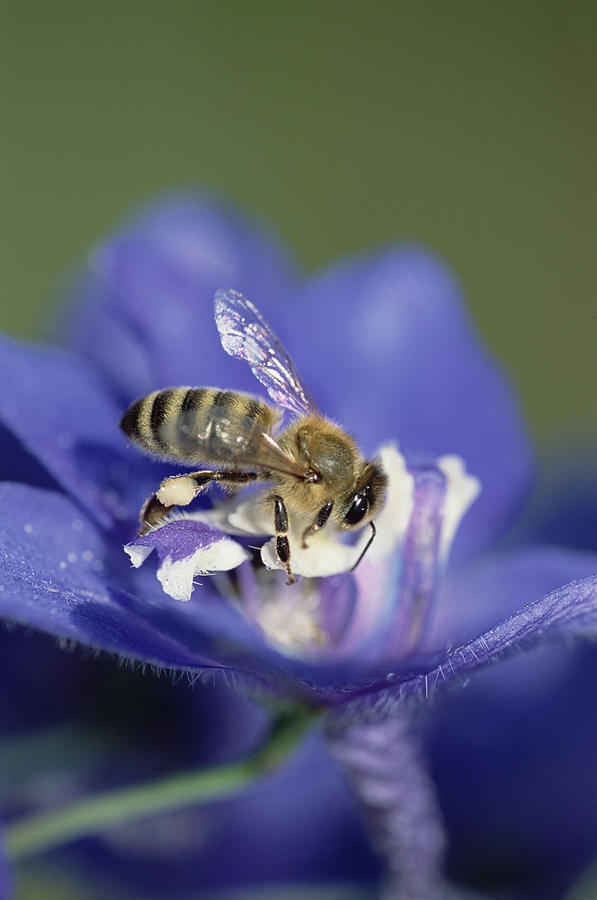 Honey Bee Gathering Pollen Photograph by Konrad Wothe