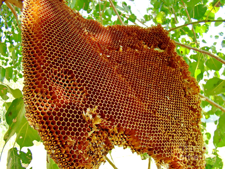 natural honey bee hive