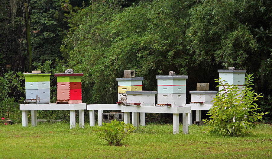 Honey Bee Hives Photograph by Suzanne Gaff