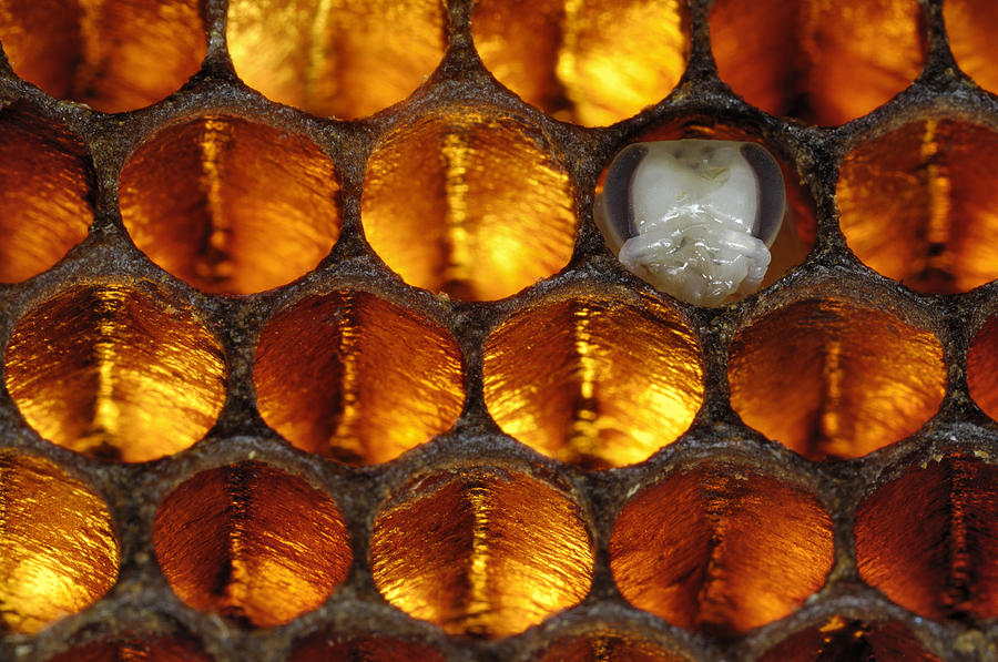 Honey Bee Honeycomb With Pupa Photograph by Heidi & Hans-Juergen Koch