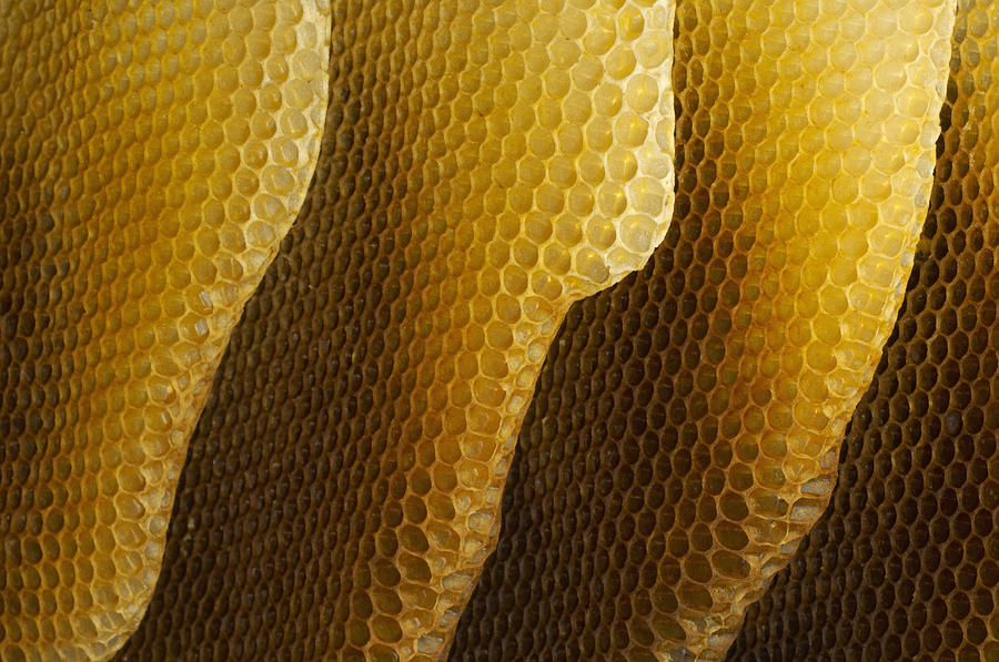 Honey Bee Honeycombs Photograph by Heidi & Hans-Juergen Koch