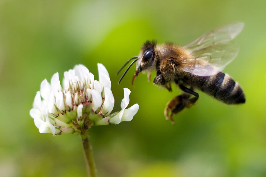 Honey Bee in Flight Photograph by Kees Smans