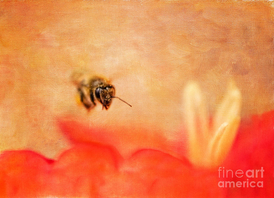 Honey Bee in Flight Photograph by Marianne Jensen