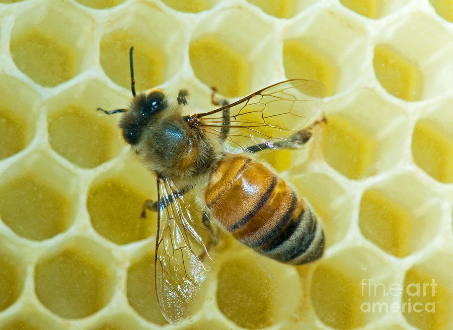 honey-bee-in-hive-photograph-by-millard-h-sharp