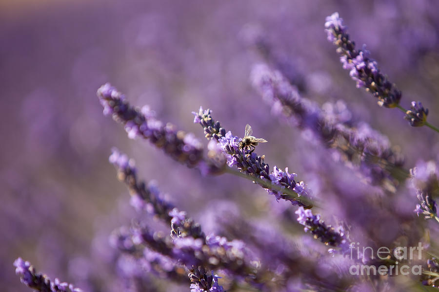 Flower Photograph - Honey Bee in Lavender by Brian Jannsen