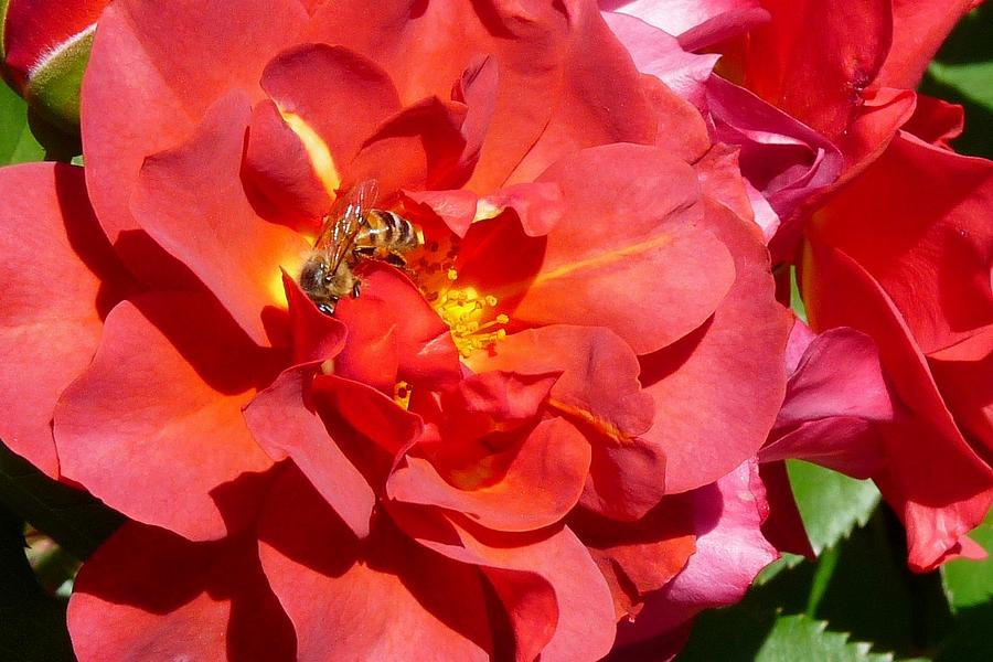Honey Bee in Rose Garden Photograph by Marilyn Burton