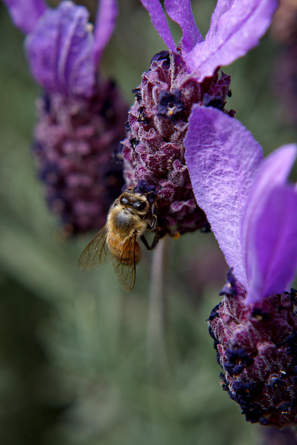 Flower Photograph - Honey Bee In The Lavender by Her Arts Desire