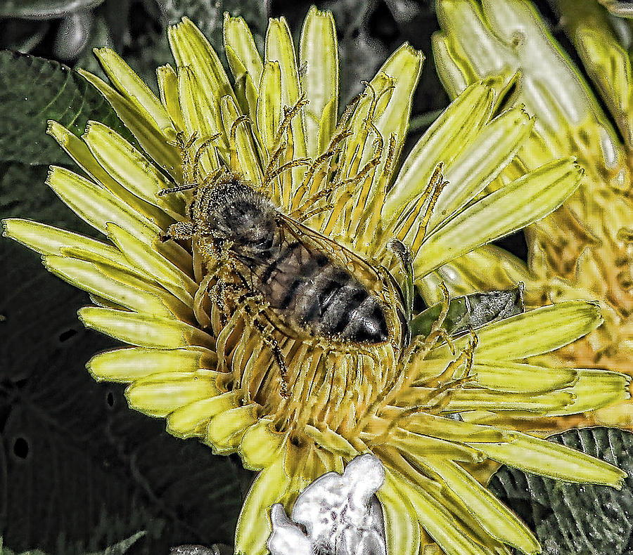 Honey Bee Photograph by Joe Bledsoe